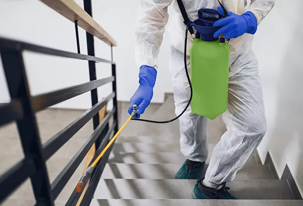 building Pest control in stairway