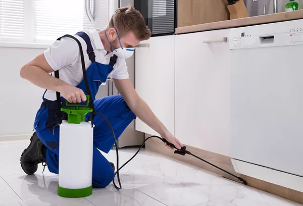 kitchen Pest Extermination in kitchen